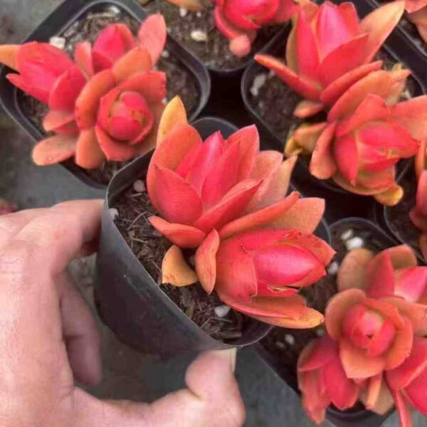 025. Echeveria Torch