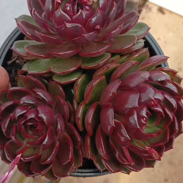 028. Echeveria Yo-yo