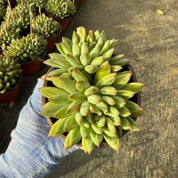 026. Echeveria Blue Porcelain