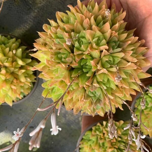 090. Haworthia cooperi