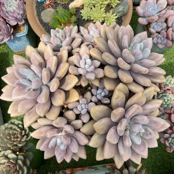 463. 原始虞美人