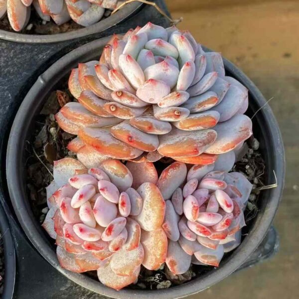 018. Echeveria 'Yu Furong'