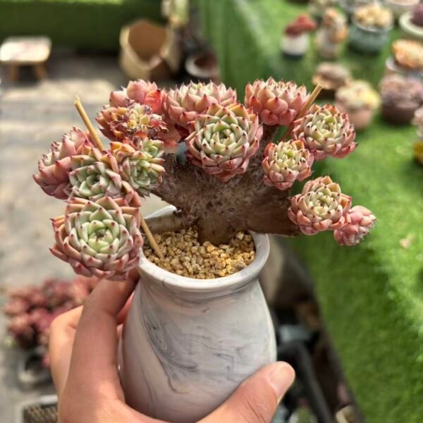 433.沙罗姬牡丹缀