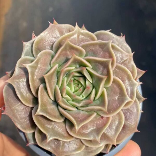046. Echeveria Superpower