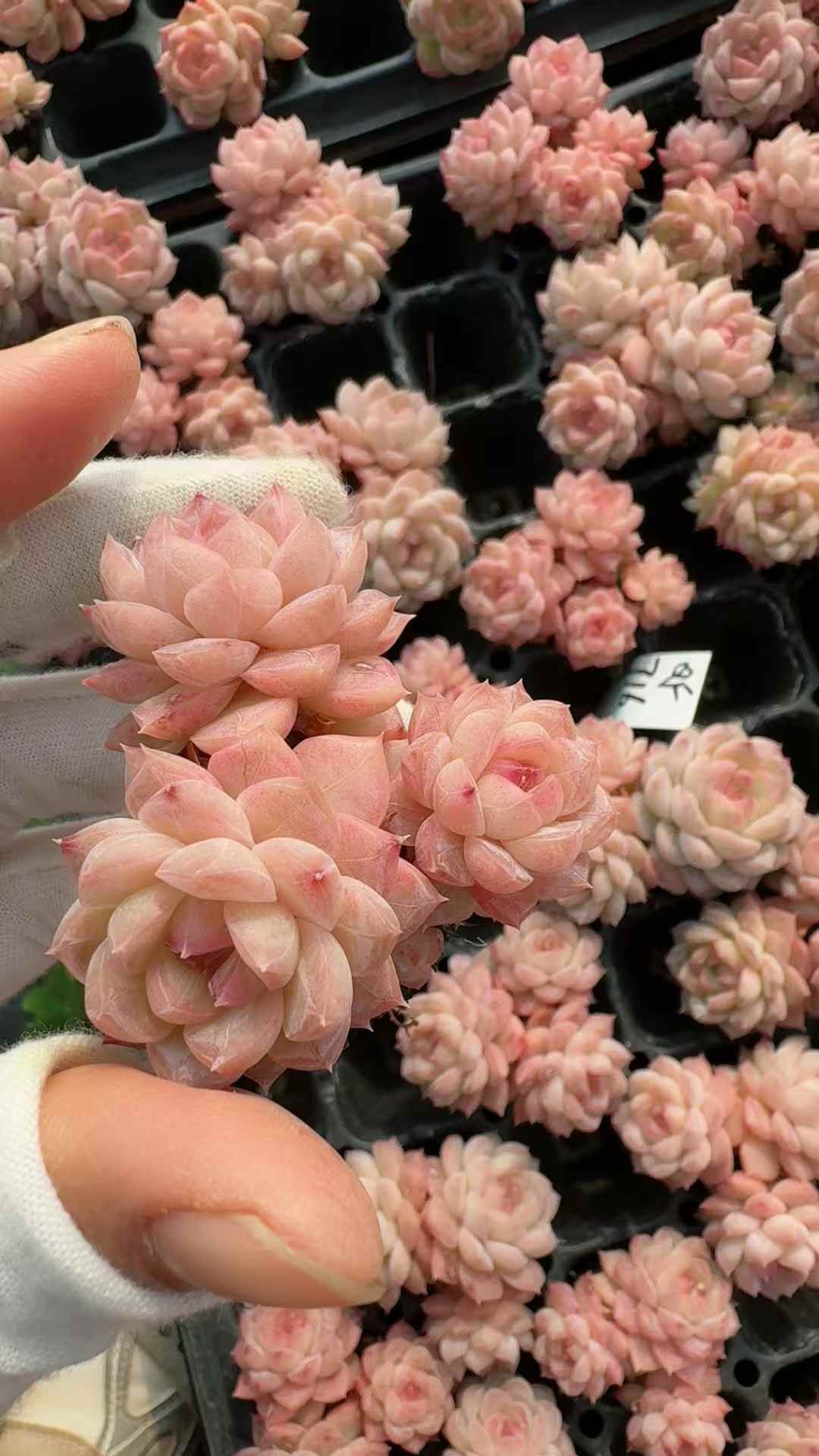 907c19ae2171ed79532af2b7be396aac