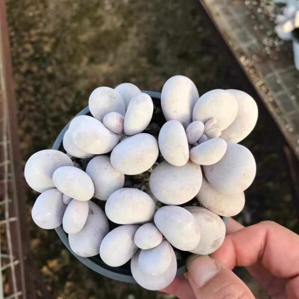 040. Pachyphytum 'Cheese'