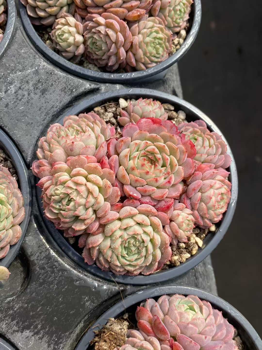 98bb3808bbce80f0cf37a98d005bad45