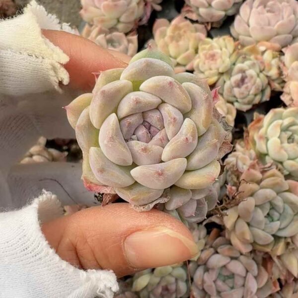 051. 穴盘 冰魄Hybrid