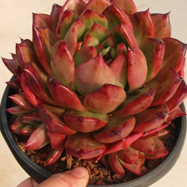 029.  Echeveria 'Armstrong'