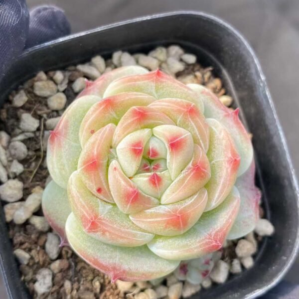 023. Echeveria Lvputi