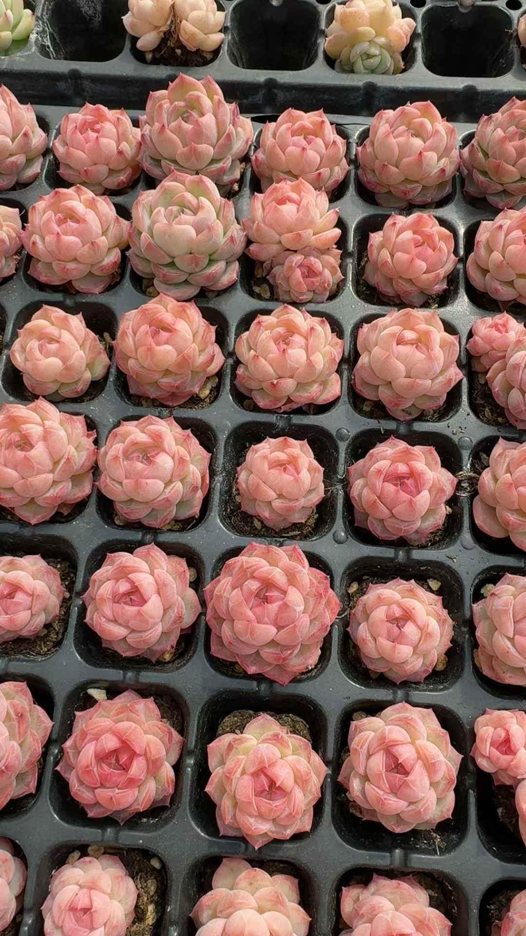 a2cfa41e7436df9ba607dcbff1d415cc