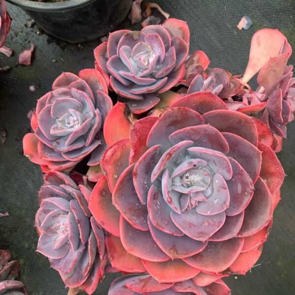 089.  Echeveria 'Dusty Rose'
