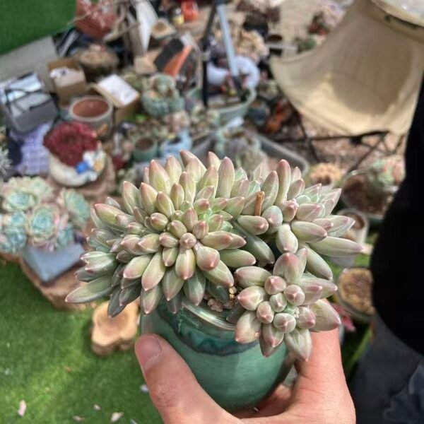 495. 伊卡鲁斯缀