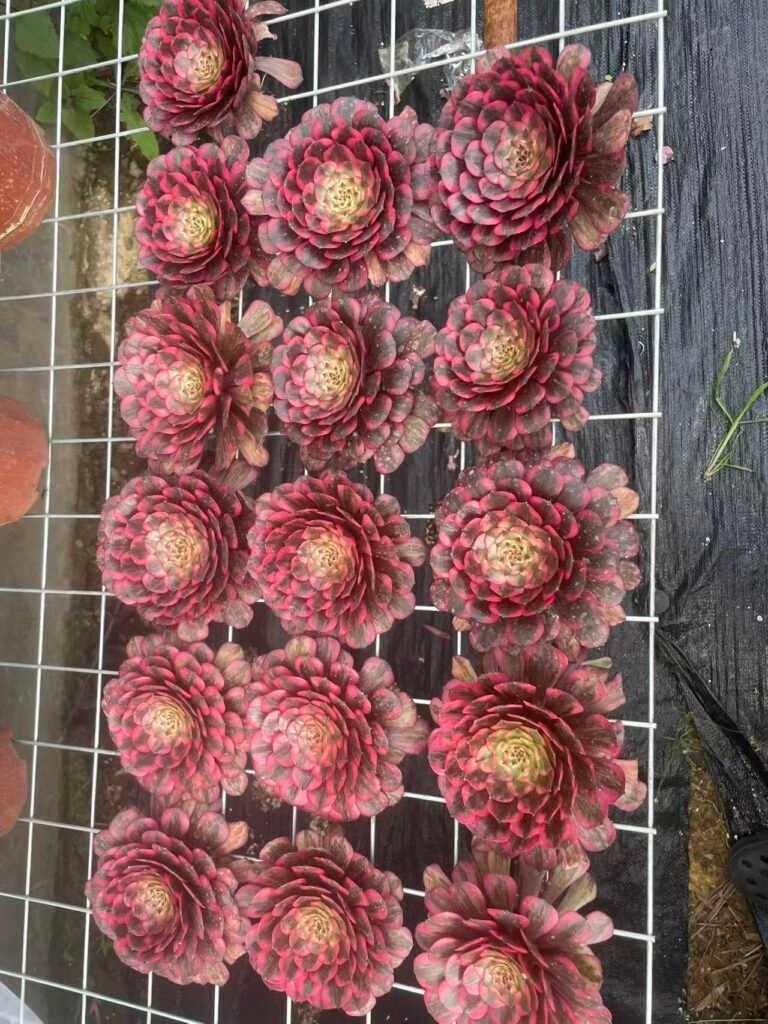 a7c803dcf0165dde748e4b07b0abb09d