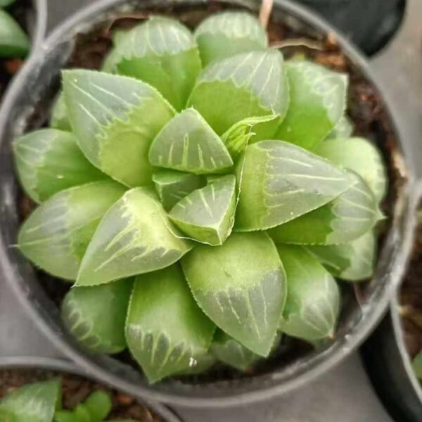 083. Haworthia heidelbergensis