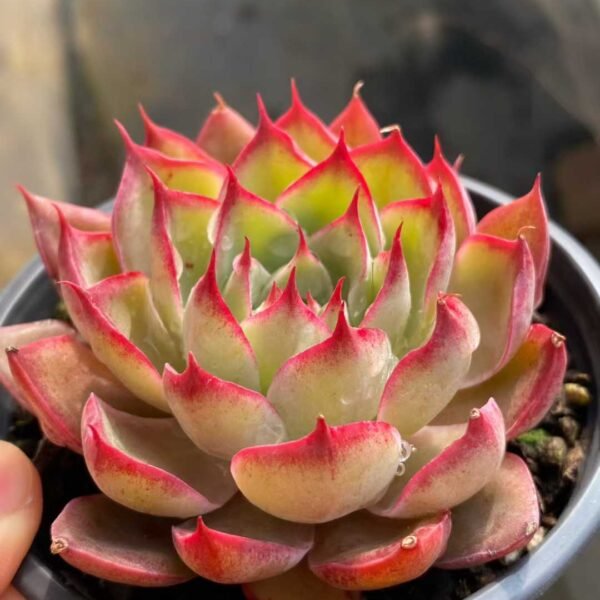 041.Echeveria Scarlet Sky