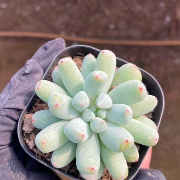 044.Echeveria Dark Frost