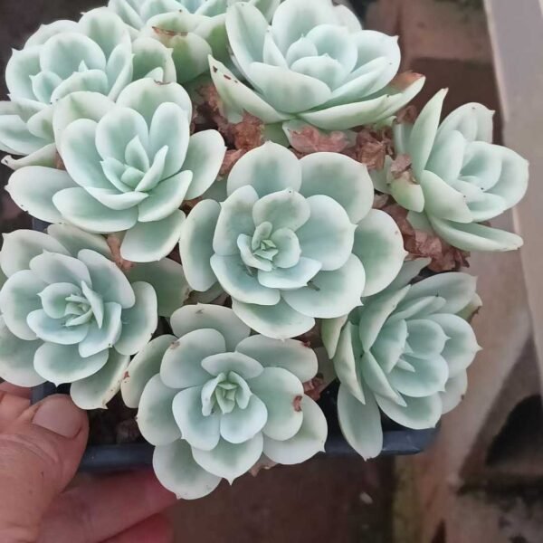 047. Echeveria 'Lemon Rose' Variegated