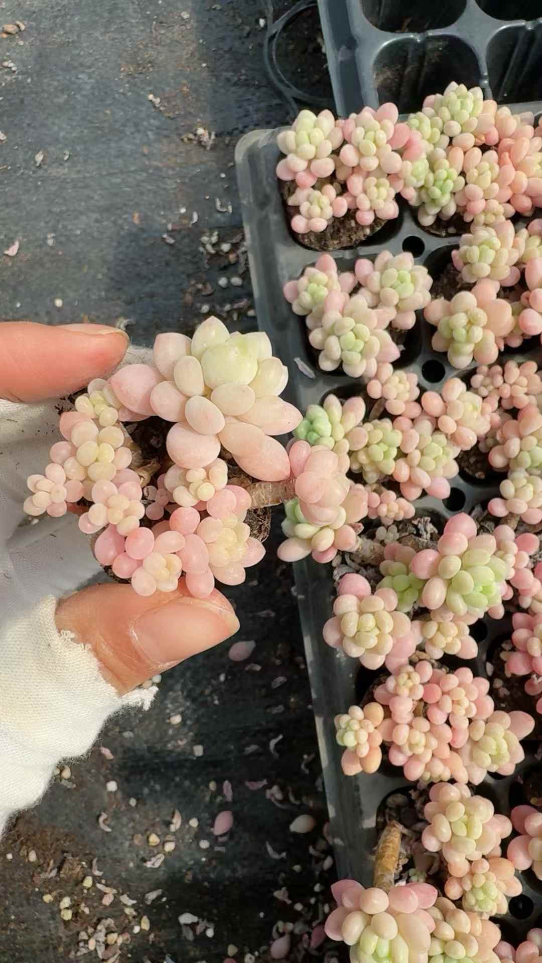 b55a91e2929e0d7703e8c4dde96b6976