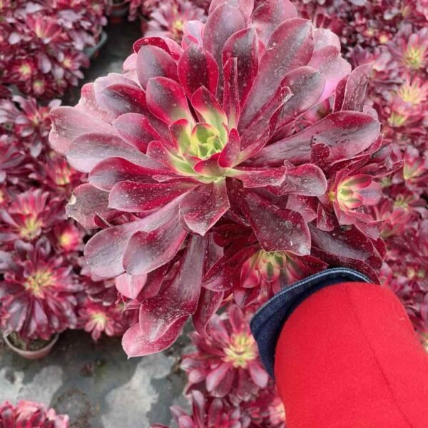 039. Aeonium 'Medusa'