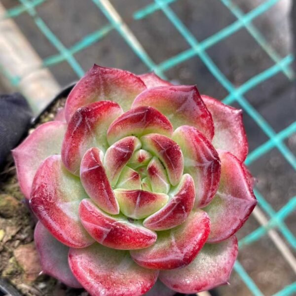 045.Echeveria Red Moon