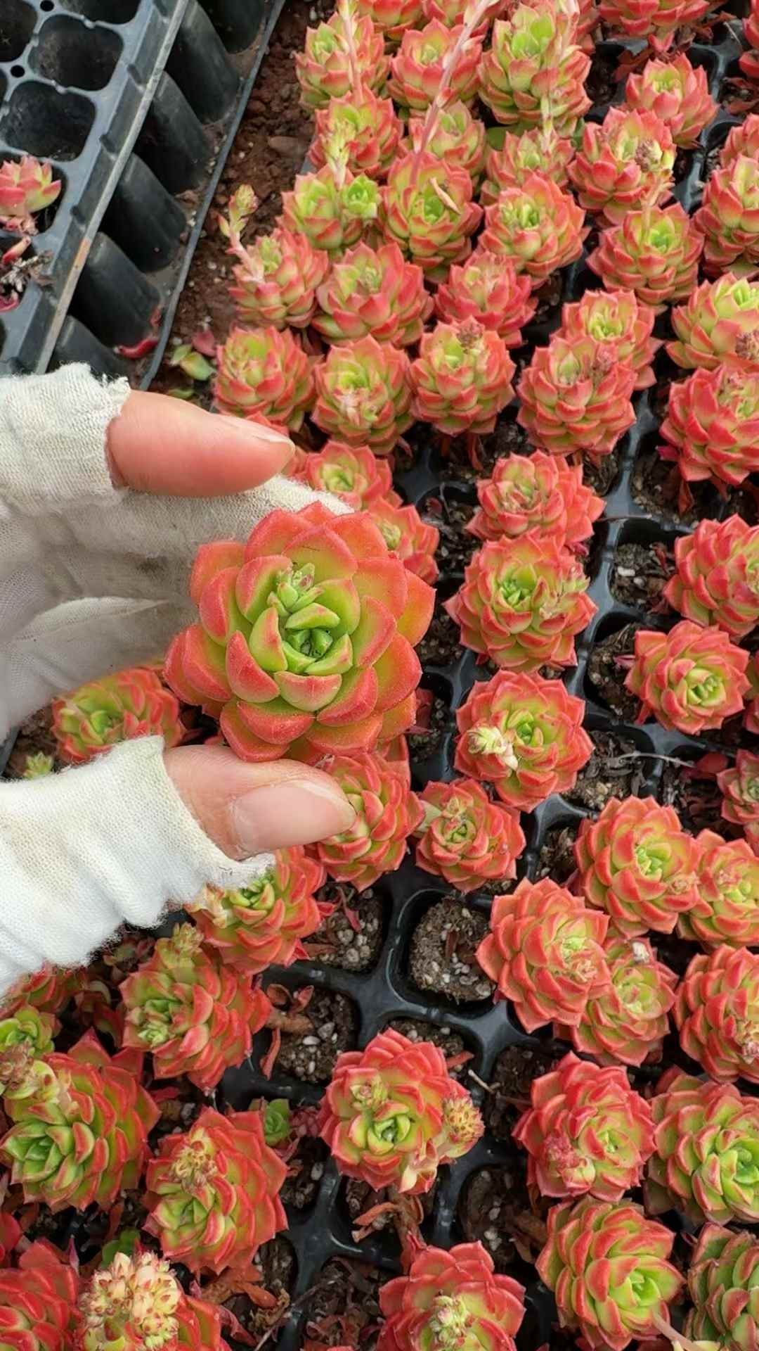 bad9e254407728cddad872022f935156