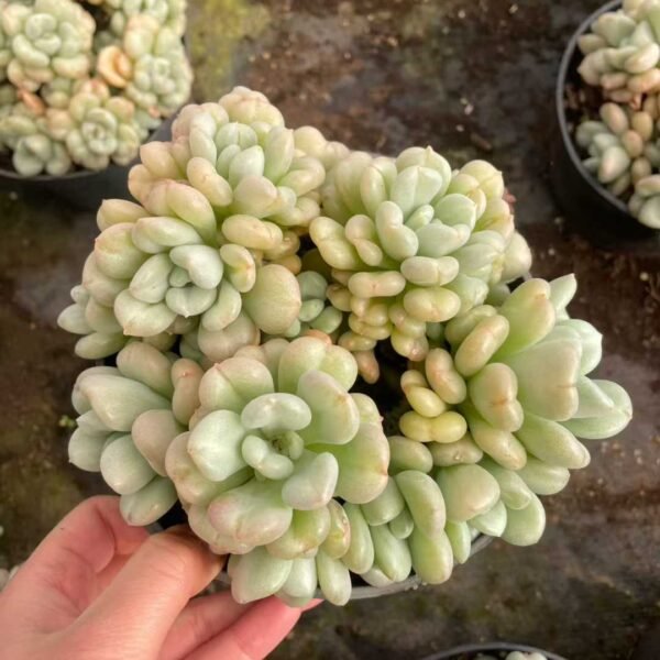 014. Echeveria 'Bill Gates'