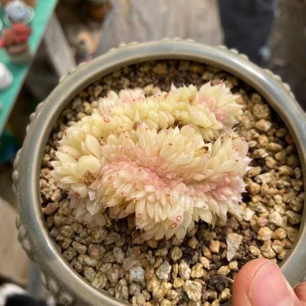 457. 冰心麦秆缀