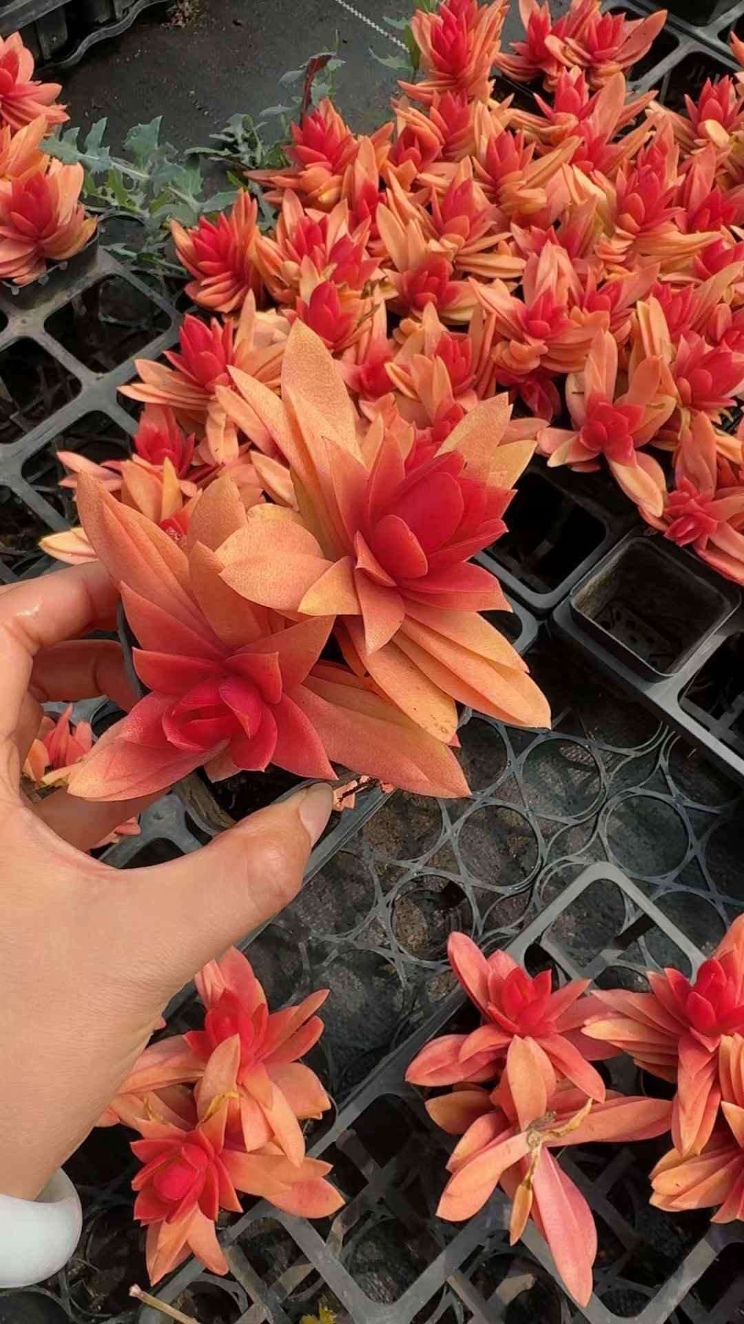 c3d9787df261e25b137295b5cc29868b