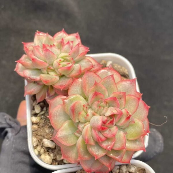 021. Echeveria Maibina Variegated
