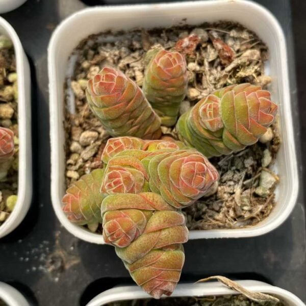 022. Crassula columnella