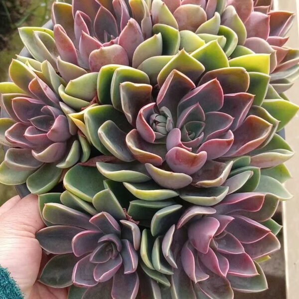 030. Echeveria Purple Auspice