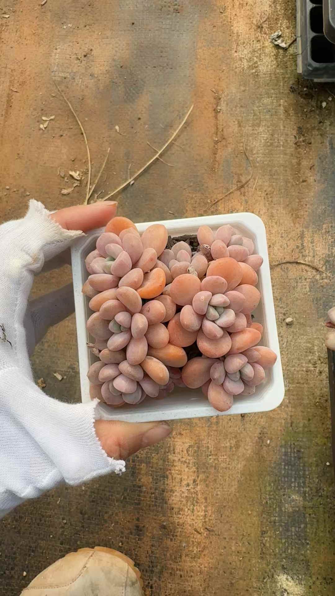 d3eb2fc821fc0b8b67f516ef18710de5