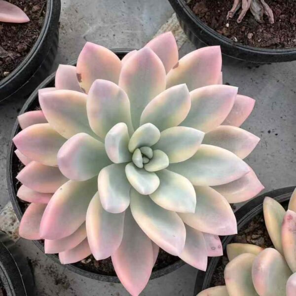 098.  Graptoveria 'Opalina'f. variegata