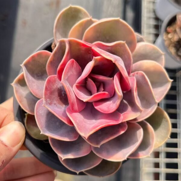 054. Echeveria 'Rainbow'