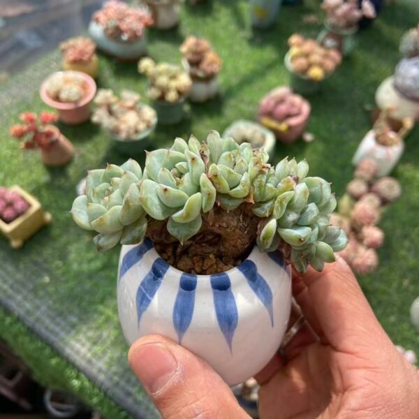 499.绿水鬼 朵朵缀