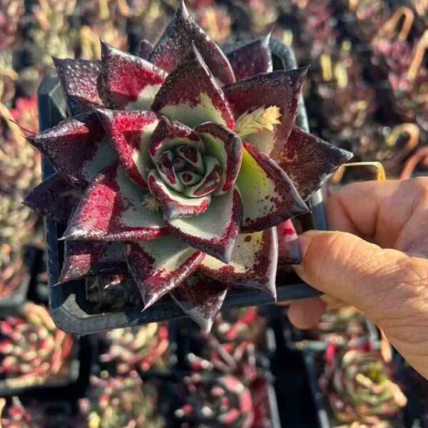 027. Echeveria agavoides 'Ebony'