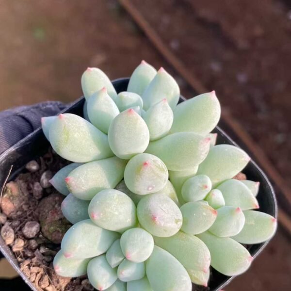 043.Echeveria Dark Frost