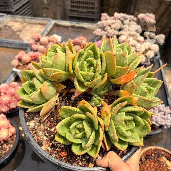 194. 翠花朵朵缀