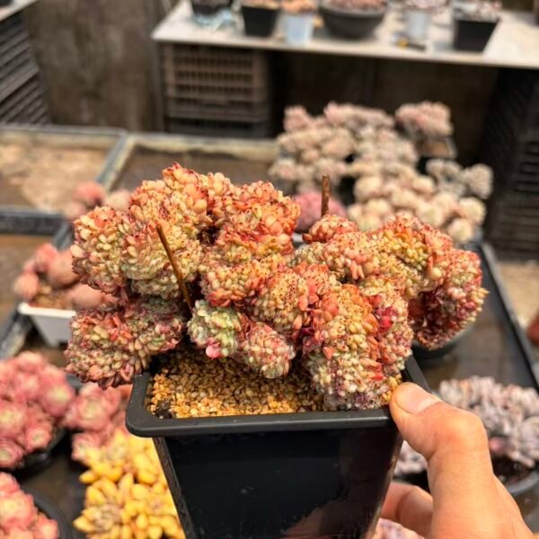 190. 白胖子缀化