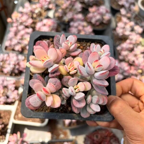 196. 乒乓福娘锦