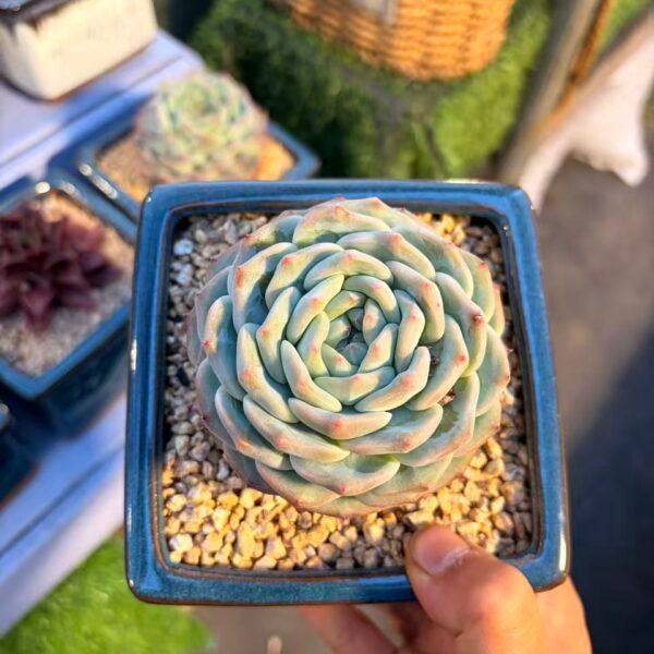 343.吉娃娃杂橙梦露