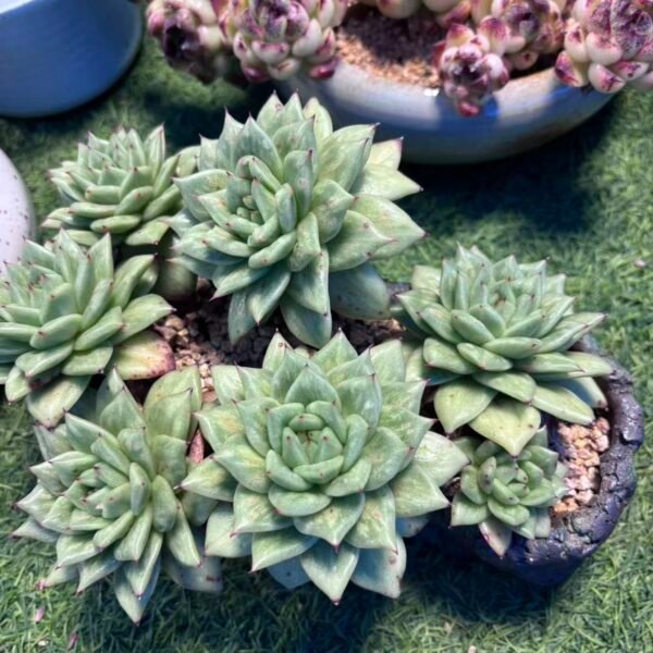 252. 蔷薇玛利亚