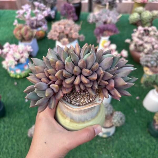 285. 象牙朵朵缀