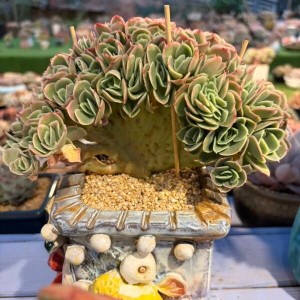 351.星娜塔朵朵缀