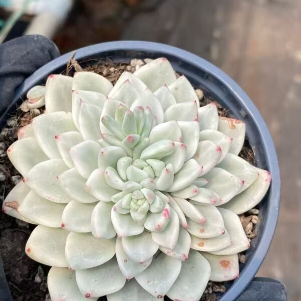 031. 冰雪美人锦