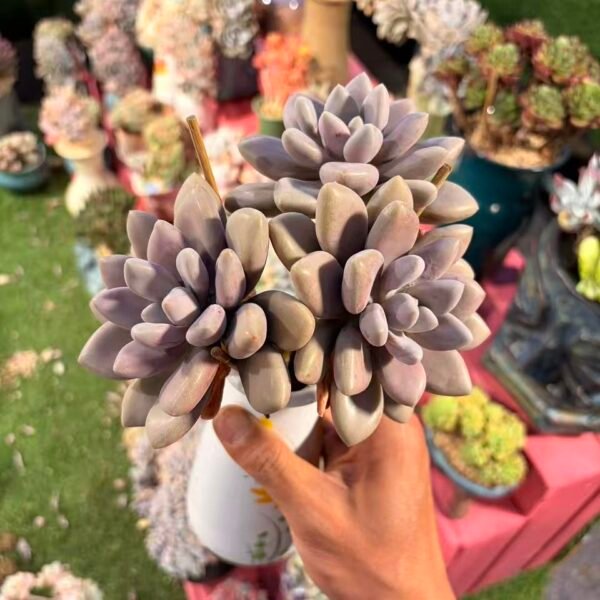 357. 原始虞美人