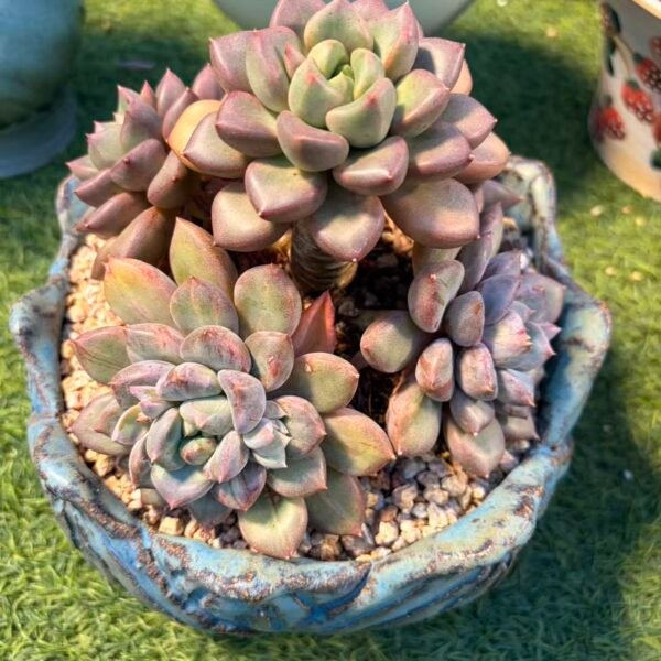 329. 象牙石化锦