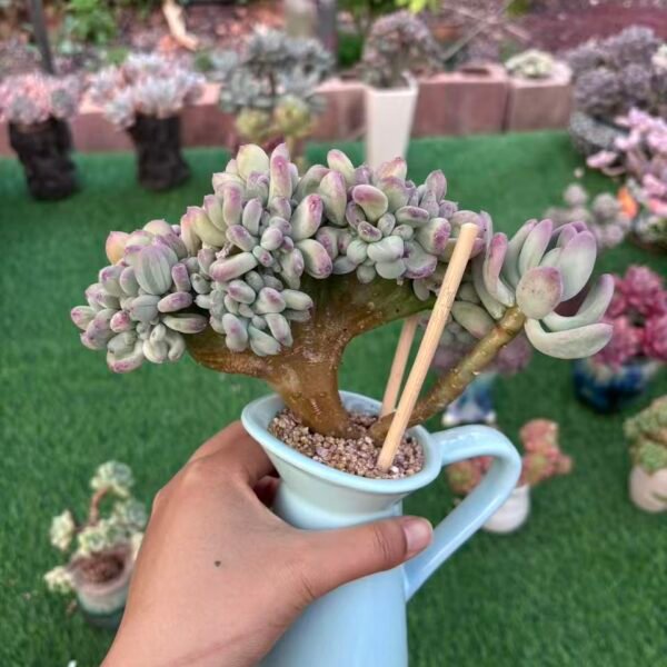 295.三日月美人朵朵缀