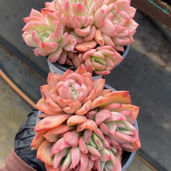 028. 弗洛瑞安娜锦